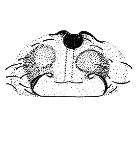 speciesimage