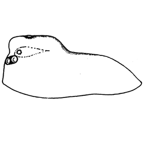 speciesimage