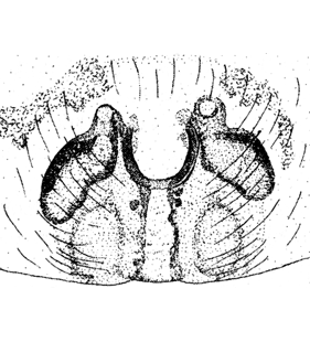 speciesimage