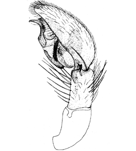 speciesimage
