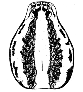 speciesimage