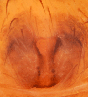 speciesimage