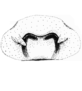 speciesimage
