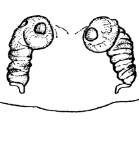 speciesimage
