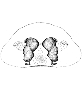 speciesimage