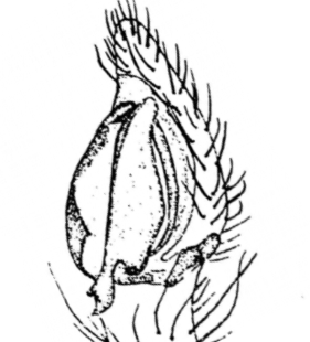 speciesimage