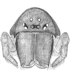 species