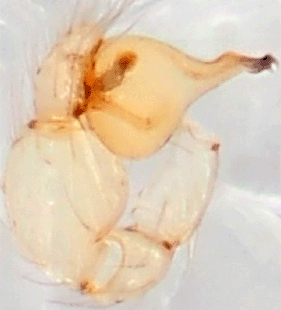 species