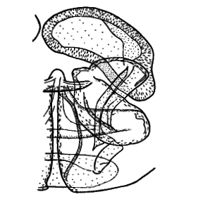 speciesimage