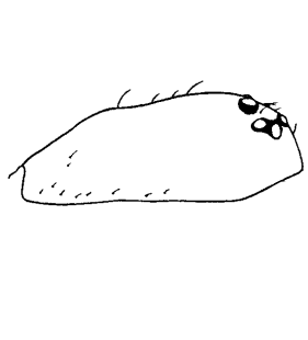 speciesimage