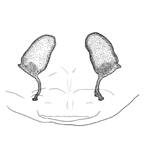speciesimage