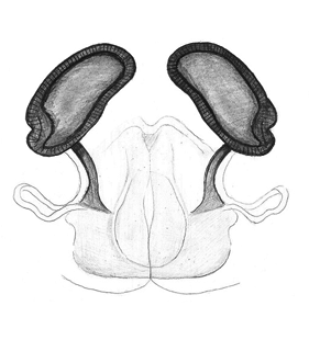 speciesimage