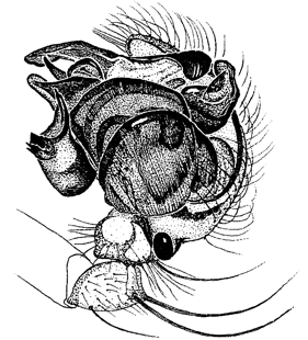 speciesimage