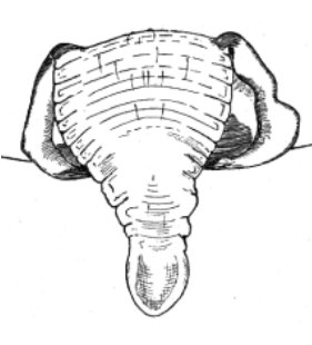 speciesimage