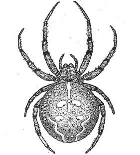 speciesimage