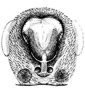 speciesimage
