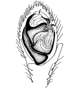 species