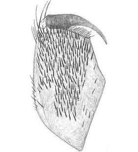 species