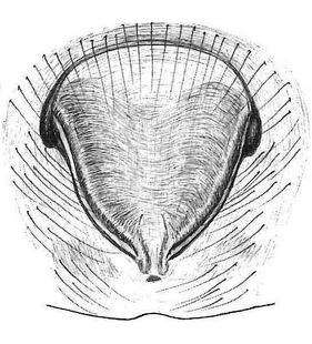 species