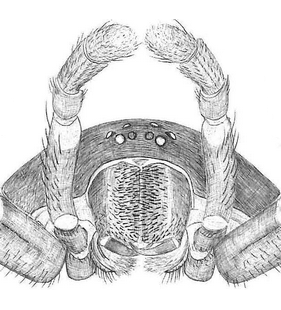 species