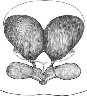 species