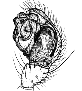 speciesimage