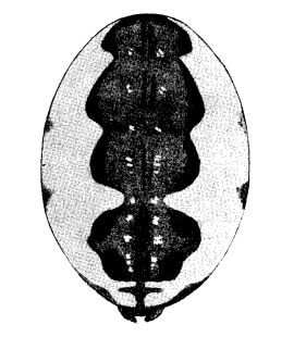 speciesimage