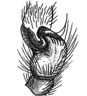 speciesimage