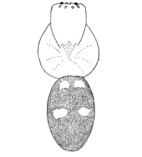 speciesimage