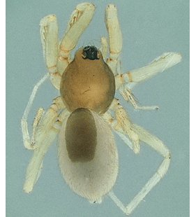 species