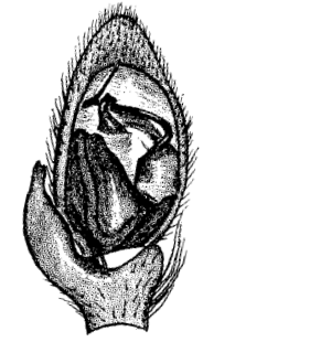 speciesimage