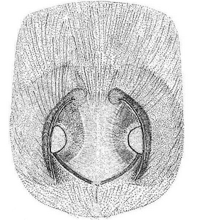 species