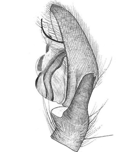 species