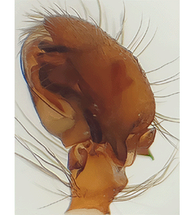 species