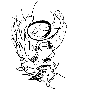 speciesimage