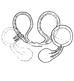 speciesimage
