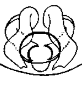 speciesimage