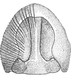 speciesimage