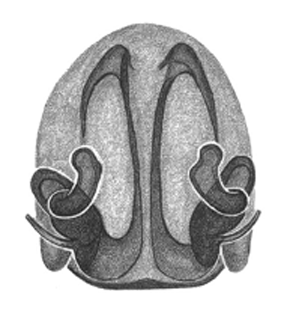 speciesimage