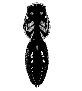speciesimage