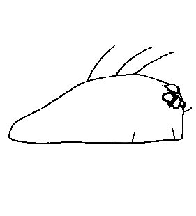 speciesimage