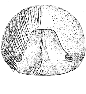 speciesimage