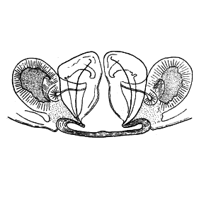 speciesimage