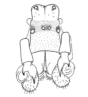 speciesimage