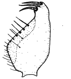 speciesimage