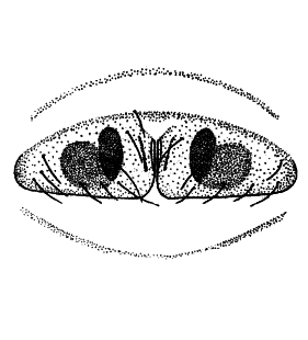speciesimage