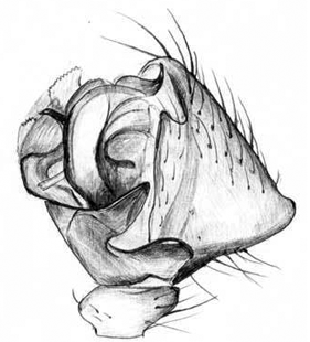 speciesimage