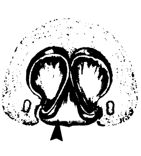 speciesimage