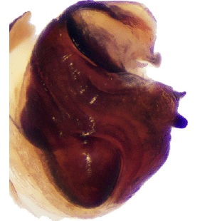 species
