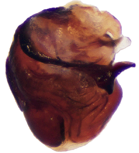 species